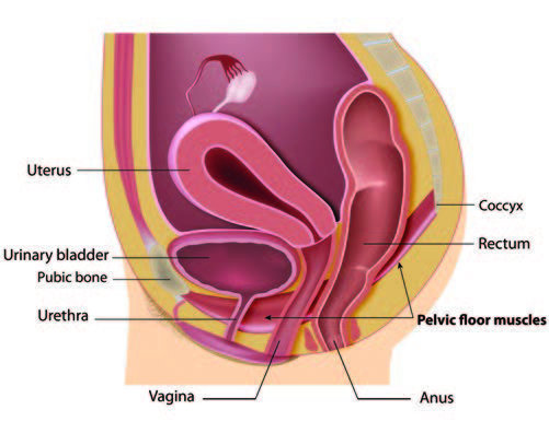 Pelvic Floor Muscles, The Facts