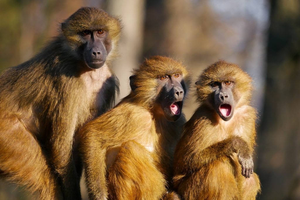 animals, monkeys, baboon