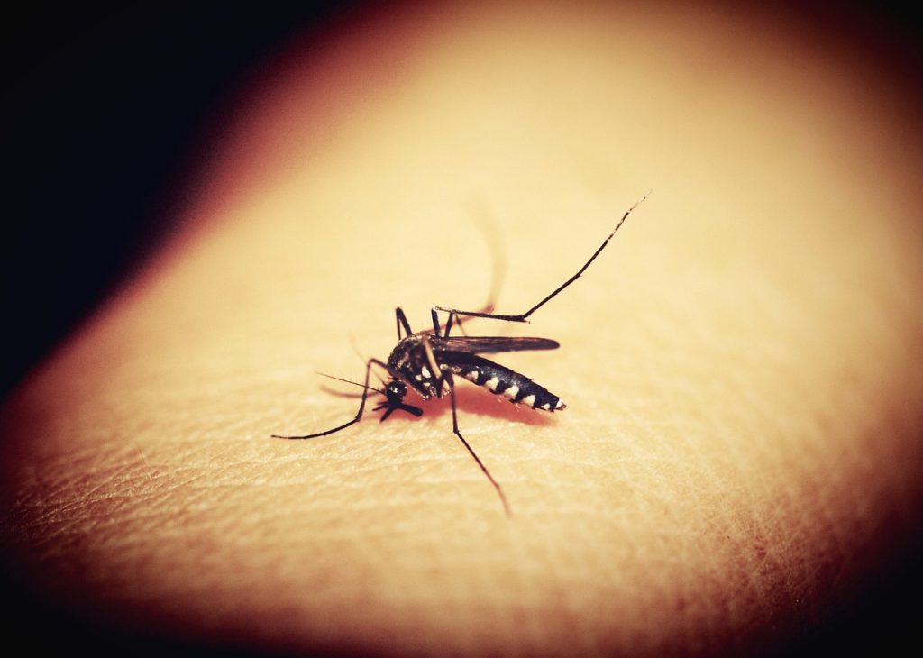 mosquitoe, mosquito, malaria